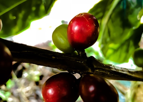 A coffee plantation with ripe coffee cherries.