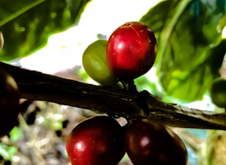 A coffee plantation with ripe coffee cherries.