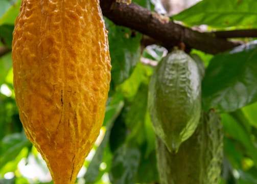 A vibrant farm showcasing sustainable cocoa cultivation.