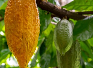 A vibrant farm showcasing sustainable cocoa cultivation.
