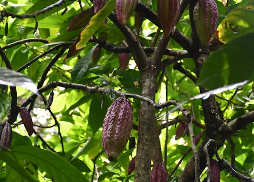 Freshly harvested cocoa pods ready for processing.