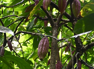 Freshly harvested cocoa pods ready for processing.